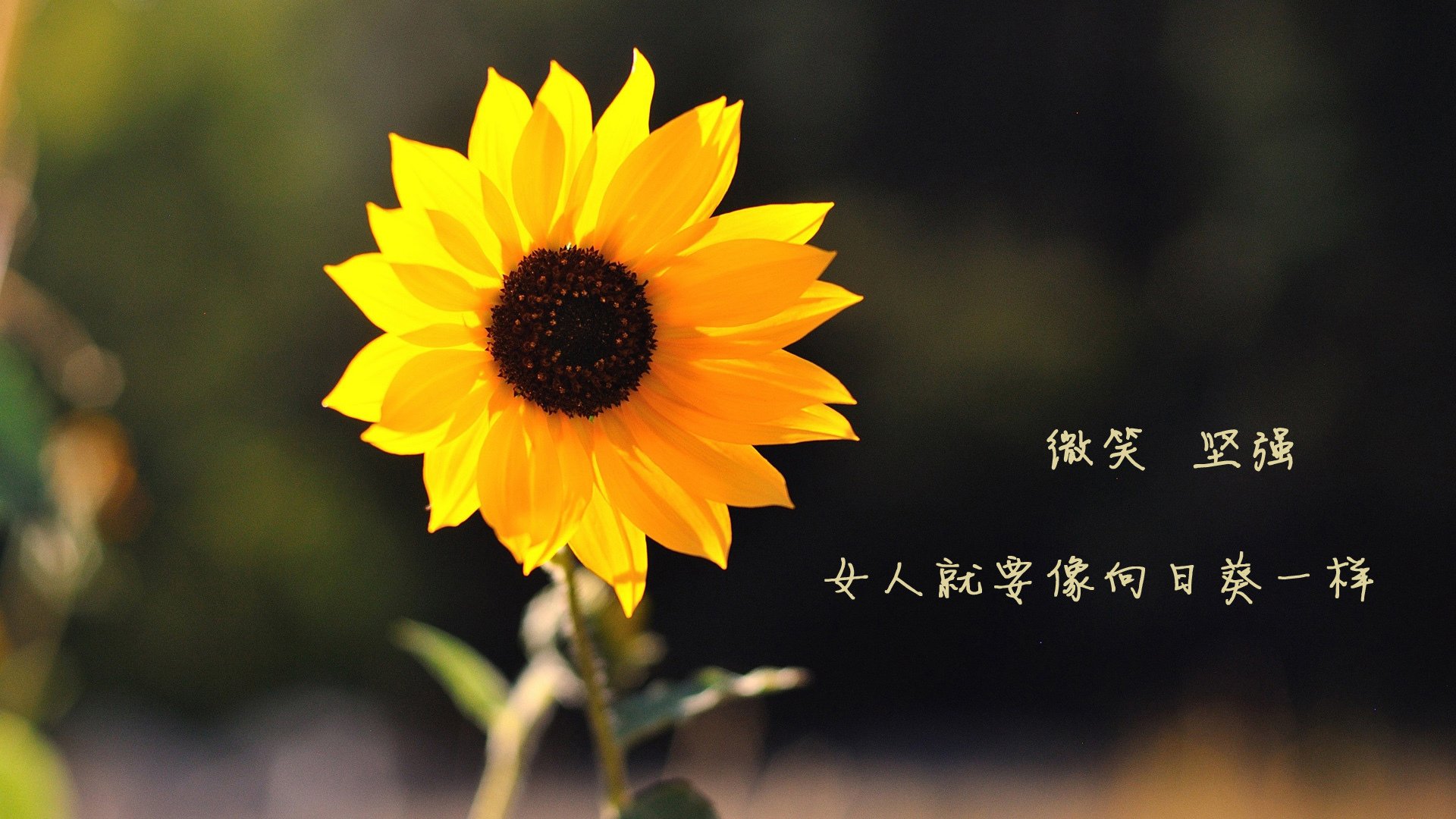 西甲球星伤停持续，影响联赛走势，西甲 球队