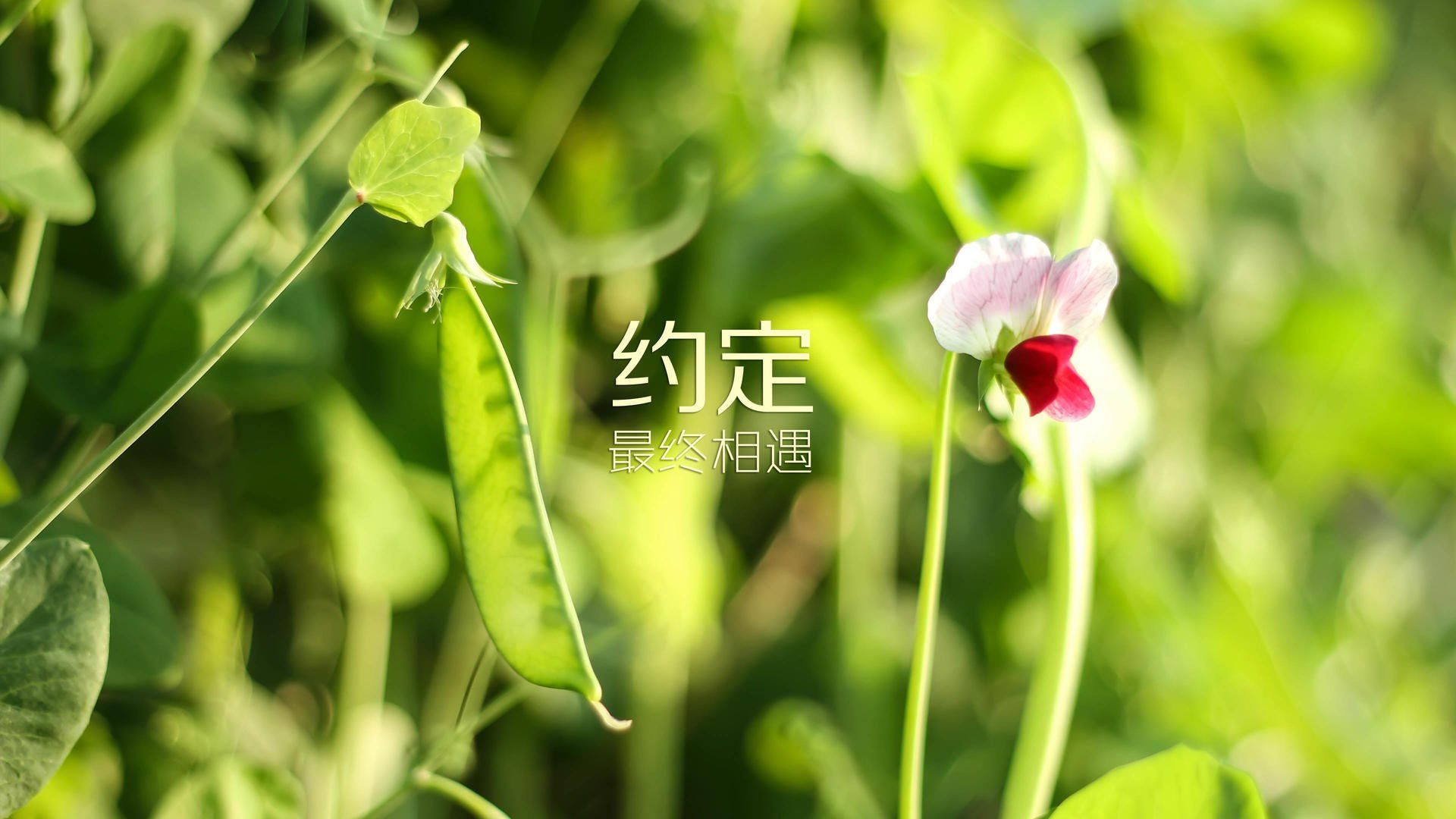 篮球运动员专项技能训练教学法创新及实践，篮球技能训练目标