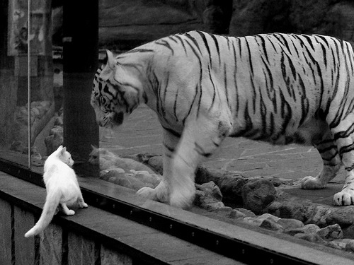 加拿大队的未来：如何借助数据分析与科技推动战术革新，加拿大队队员