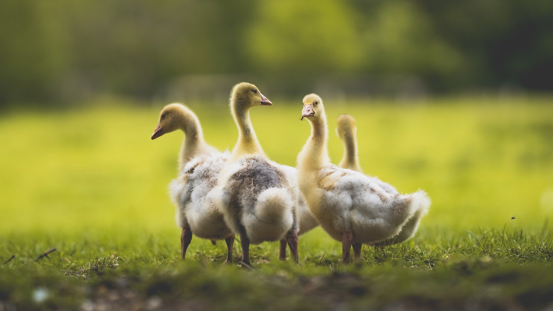 张雨霏跳水技巧助力蝶泳发挥，张雨霏蝶泳实力