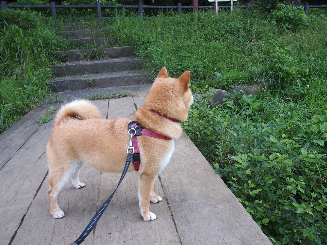 法甲豪门光彩照人：控球战术的完美演绎，法甲 豪门